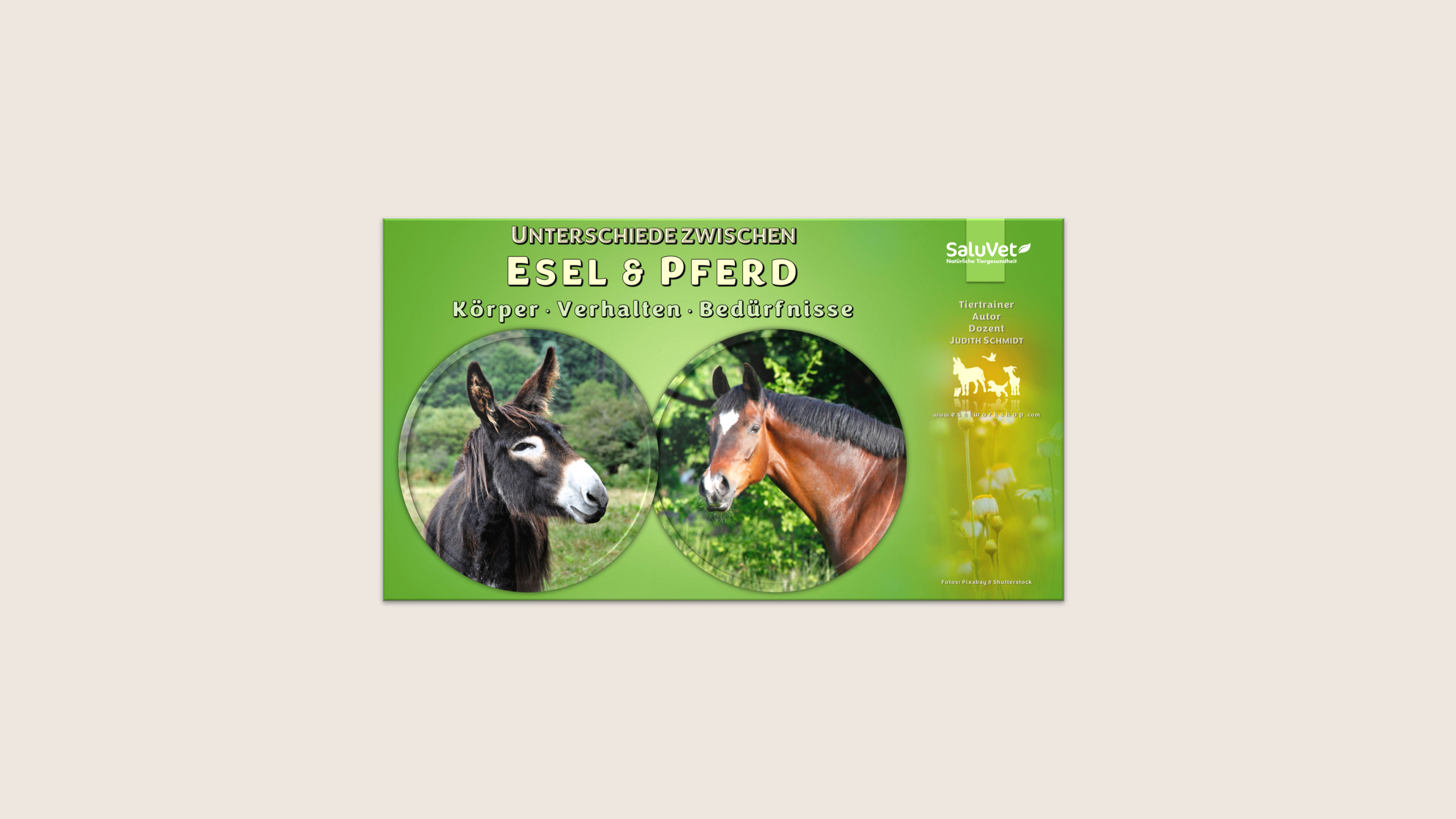Unterschiede zwischen Pferd und Esel