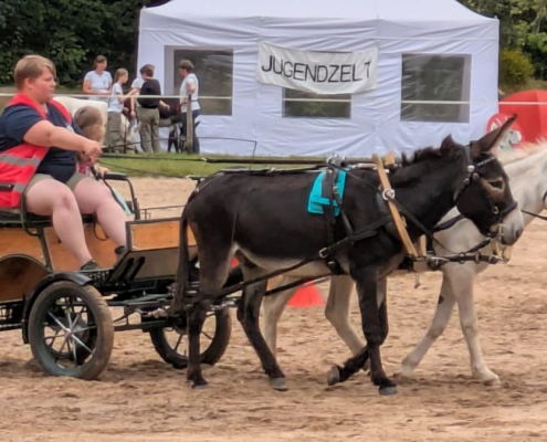 Schnupperkurs Kutschfahren mit Peter Köllen
