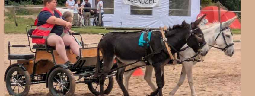Foto: Esel Friedrich und Hermann vor der Kutsche