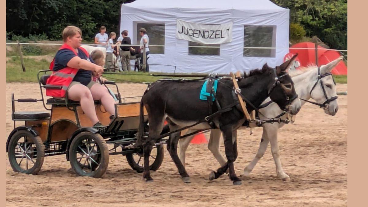 Foto: Esel Friedrich und Hermann vor der Kutsche