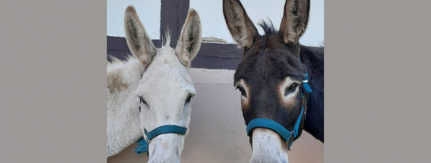 Foto: Esel Friedrich und Herman
