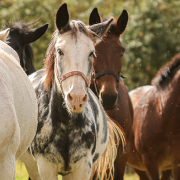 Maultier-Workshop intensiv