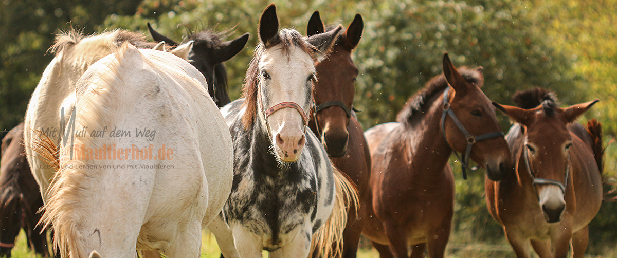 Maultier-Workshop intensiv