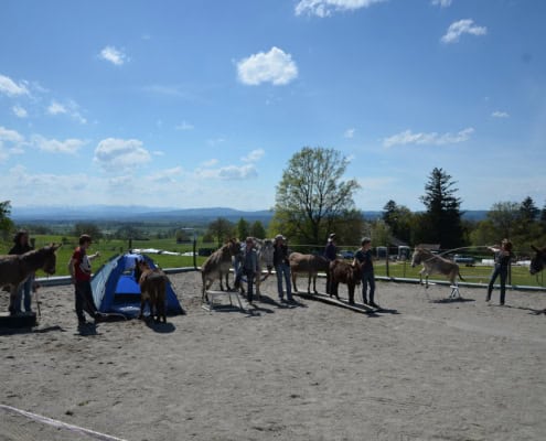 Kurs: Natural Horsemanship mit Eseln nach Parelli