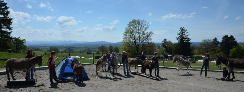 Foto: Natural Horsemanship mit Eseln auf Asinella Eselfarm