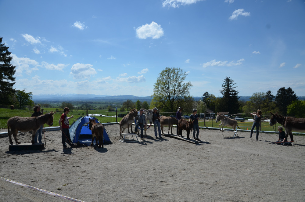 Kurs: Natural Horsemanship mit Eseln nach Parelli