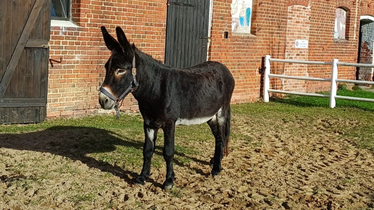 Foto: Eselhengst Bruno von Andrea Mantik (Marktplatz 25-11)