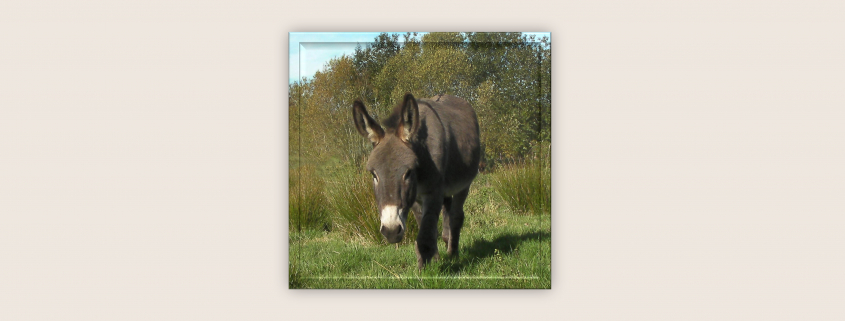 Foto: Esel zu: Basis mit Judith Schmidt