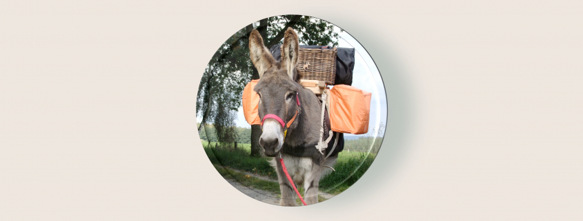 Foto: Esel mit Packsatzel zu Esel Total mit Judith Schmidt
