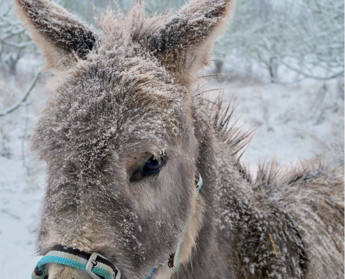Foto: Titelseite der Esel-Post Nr. 151, Dezember 2025