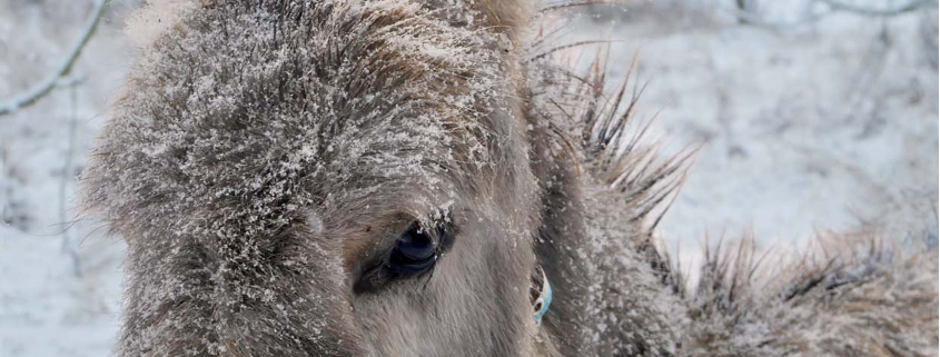 Foto: Titelseite der Esel-Post Nr. 151, Dezember 2025