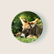 Workshop: ESEL & ZIEGEN  Praxistag