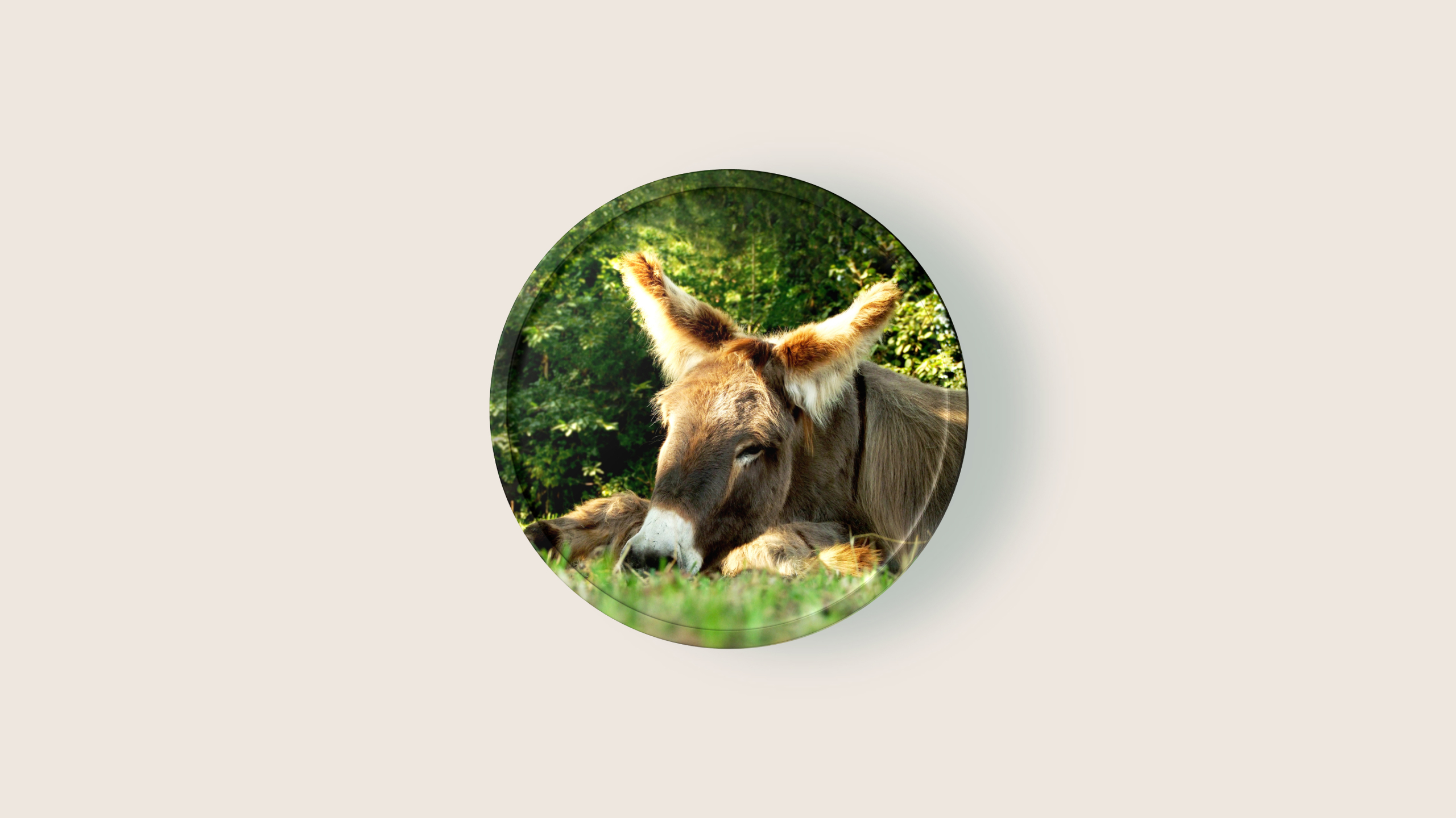 Workshop: ESEL & ZIEGEN  Praxistag