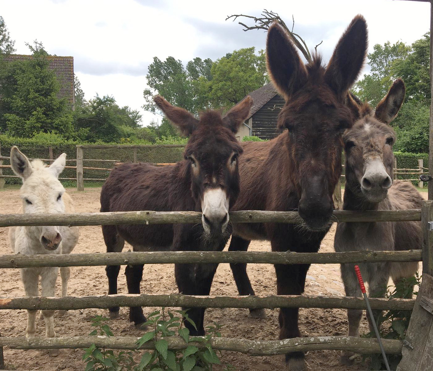 Vier-Esel_Foto-Romischke_bearb Foto: Vier unterschiedlich große und farbige Esel