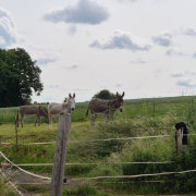 Esel-Wanderung "Auf Schäfers Spuren"