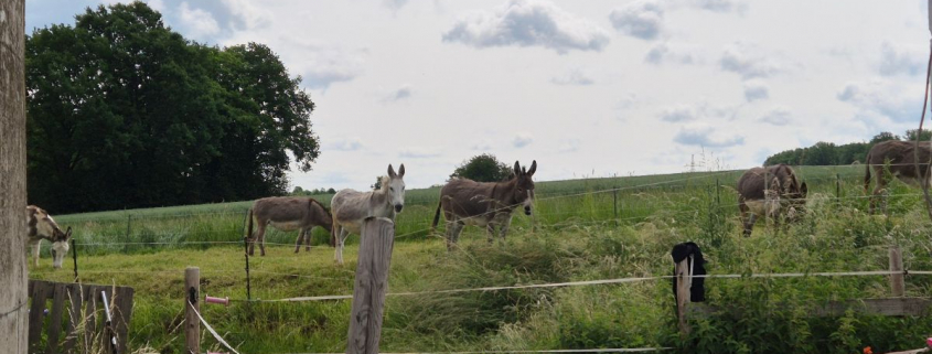 Foto: Eselherde von Sabine Hug in Hungen