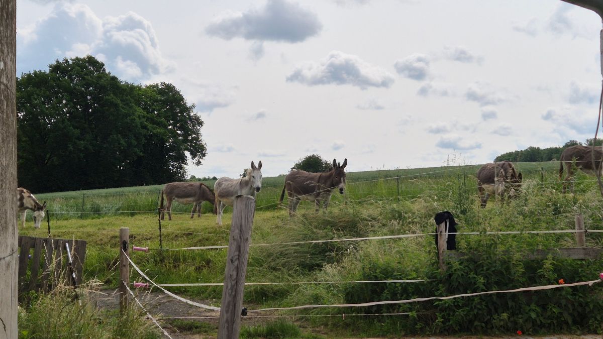 Esel-Wanderung "Auf Schäfers Spuren"