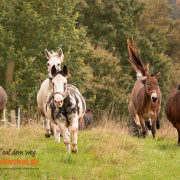 Muliworkshop intensiv