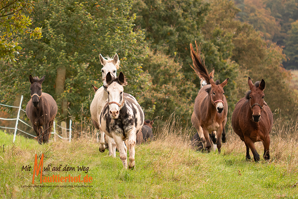 Muliworkshop intensiv