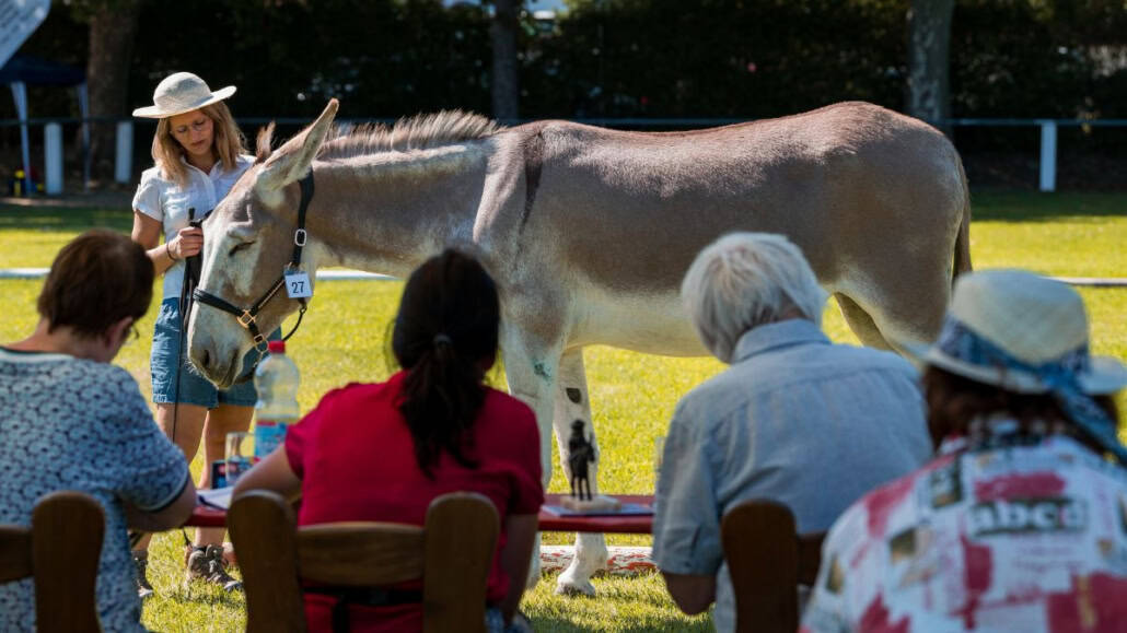 Foto: Esel-Muli-Treffen 2020 in Forst, Exterieurbewertung, 1200 x 675 Pixel