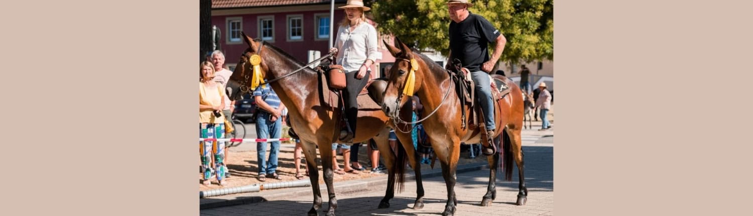 Foto: Esel-Muli-Treffen Forst 2022; Schweizer Mulis mit Reitern, 1920 x 600 Pixel
