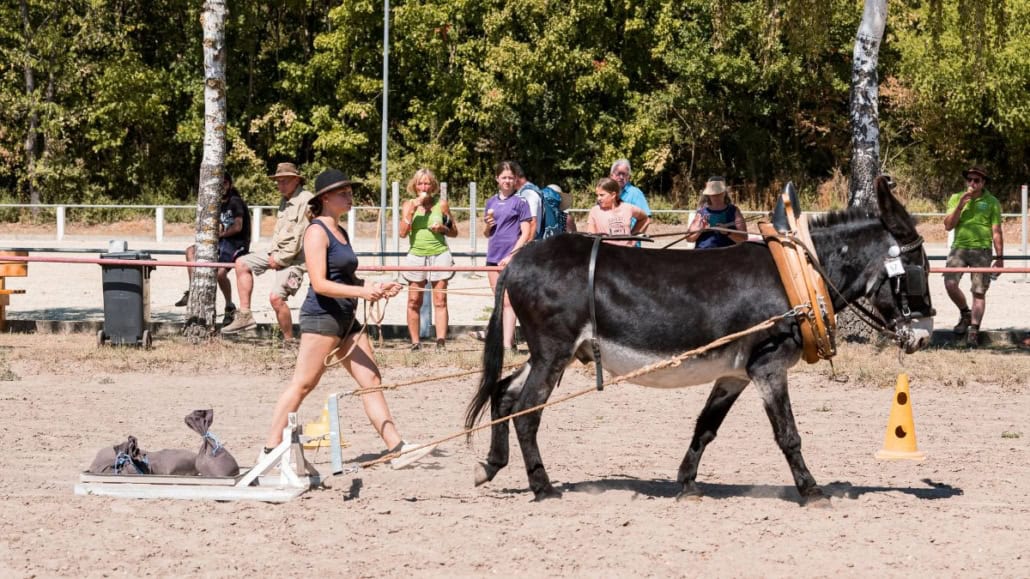 Foto: 2022 Esel-Muli-Treffen in Forst, Zugschlittenwettbewerb, 1200 x 675 Pixcel