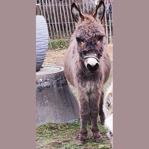 Foto: Angebot Felix Wallach, grau, von Sigrid Schweinoch, 300x300px