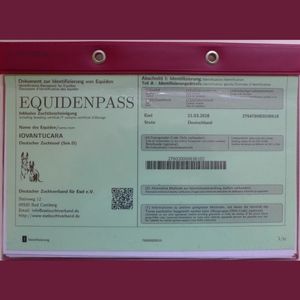 Foto: Ausweispapier inklusive Zuchtpapier Deutschland, Equidenpass, 300 x 300 Pixel