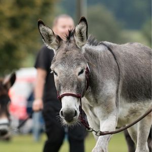 Foto: Platzhalterfoto 300 x 300 Pixel, Esel auf Esel- und Mulitreffen in Hasbergen 2024