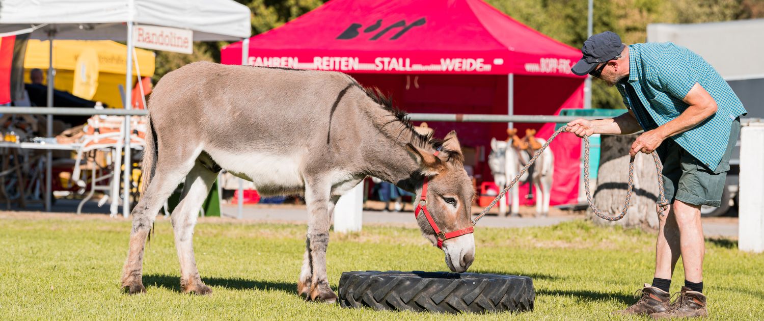 Foto: 2022 Forst, Esel und Mensch im Hindernisparcours, Felicitas Frädrich, 1500 x 630 Pixel