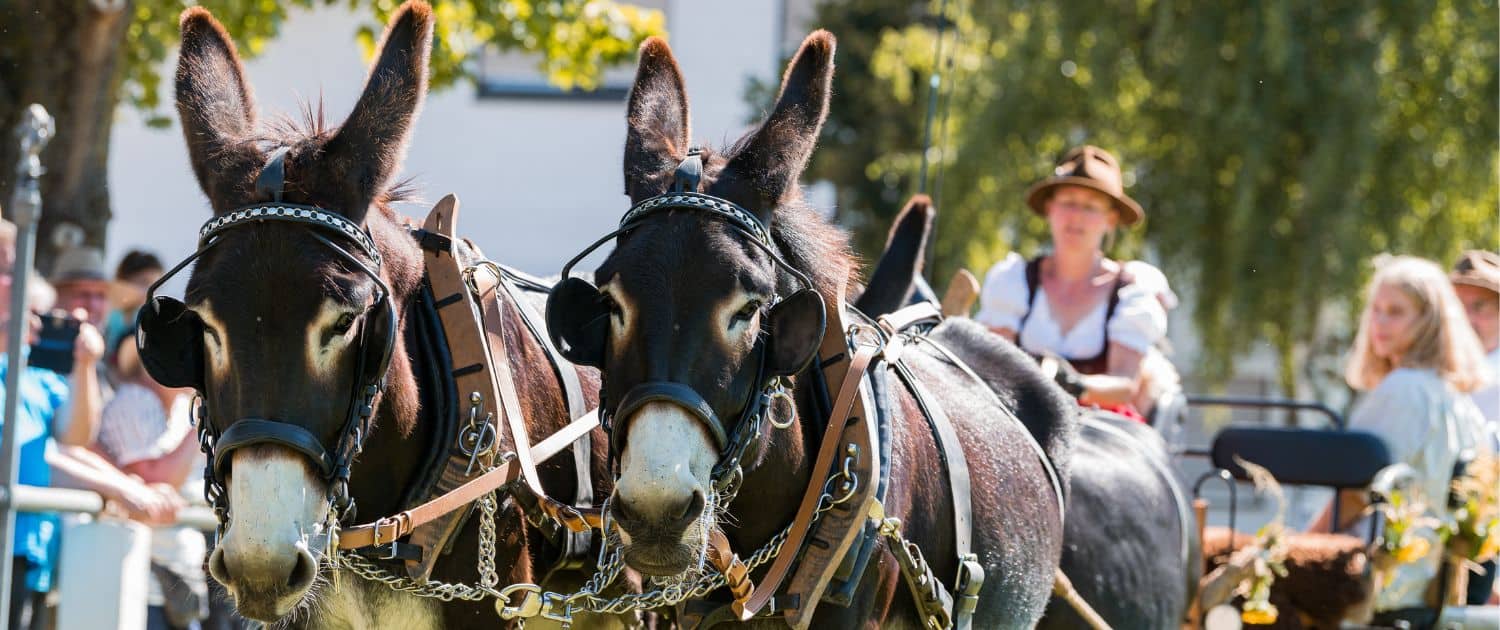 Foto: Forst 2022, Eselkutsche, Felicitas Frädrich, 1500 x 630 Pixel