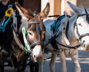 Foto: 2022 Forst, Eselkutsche, Felicitas Frädrich, 495 x 400 Pixel