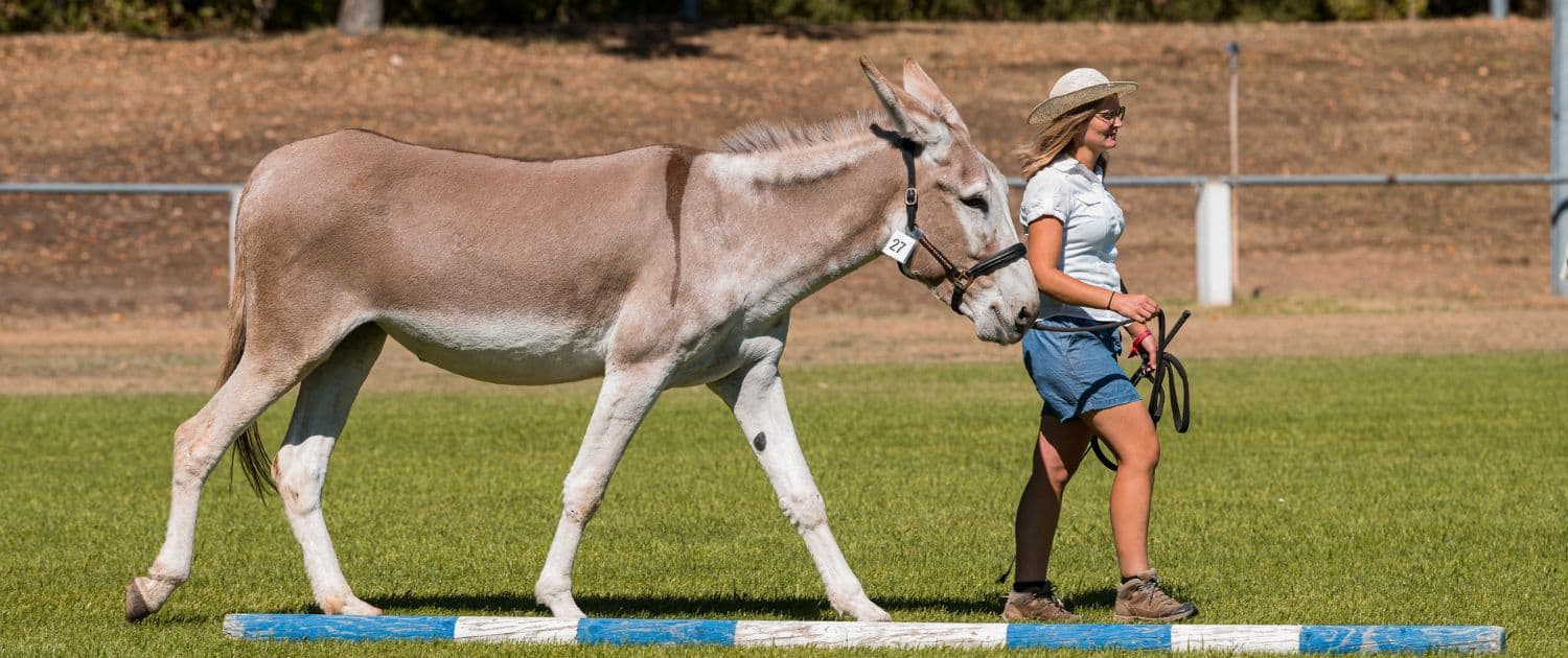 Foto: 2022 Forst, Hindernisparcours, Esel mit Mensch, Felicitas Frädrich, 1500 x 630 Pixel