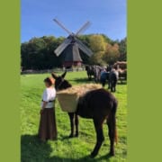 Umzug der Nutztiere im Freilichtmuseum Kommern