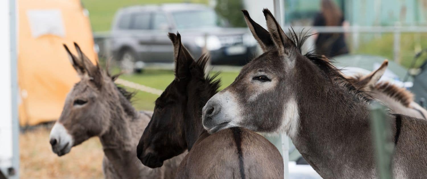 Foto: 2024 Eseltreffen Hasbergen, Eselköpfe, Felicitas Frädrich, 1500 x 630 Pixel