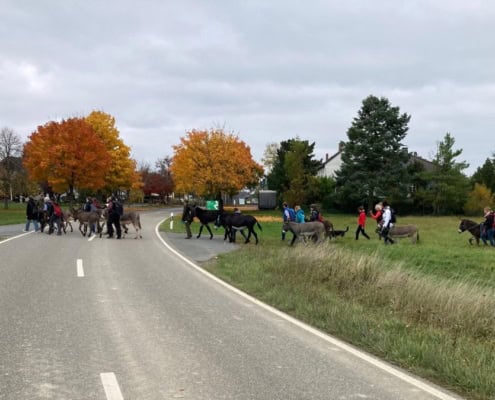 Dickschieder Wildwechsel: Esel-Mensch-Wanderung