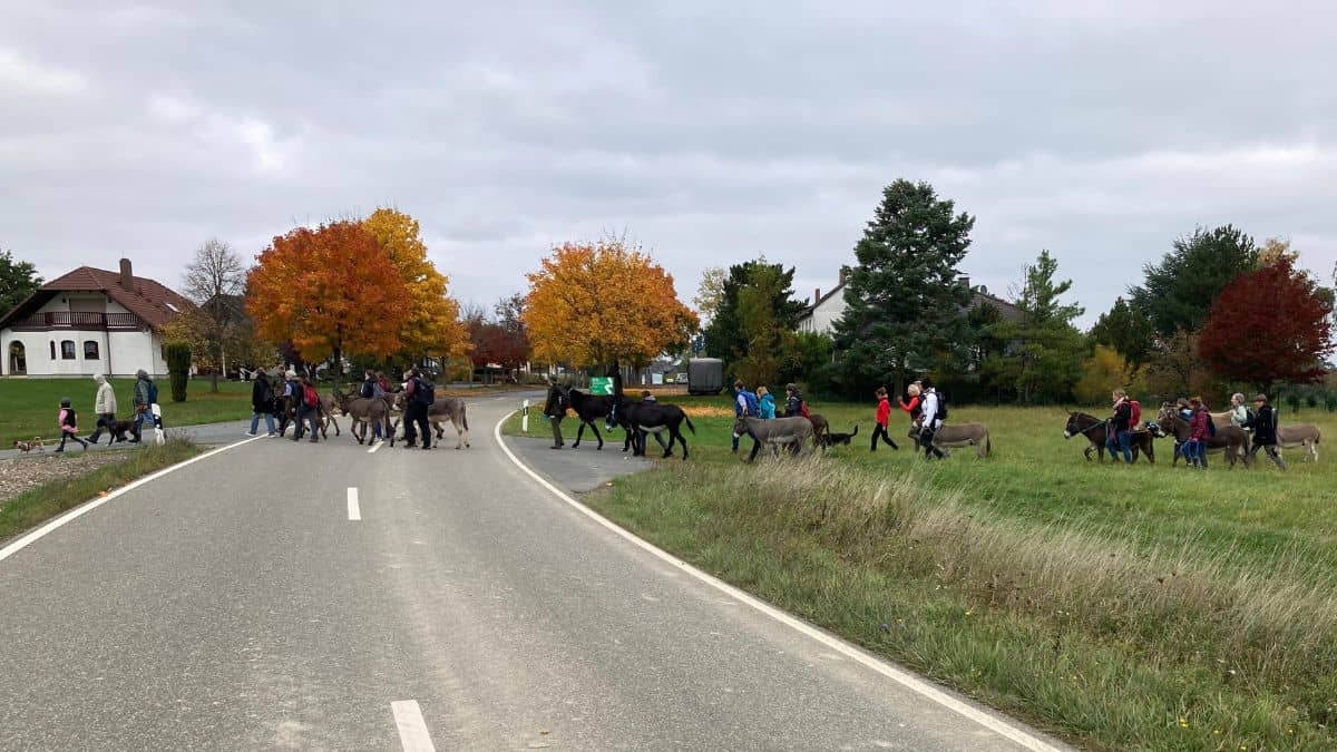 Dickschieder Wildwechsel: Esel-Mensch-Wanderung