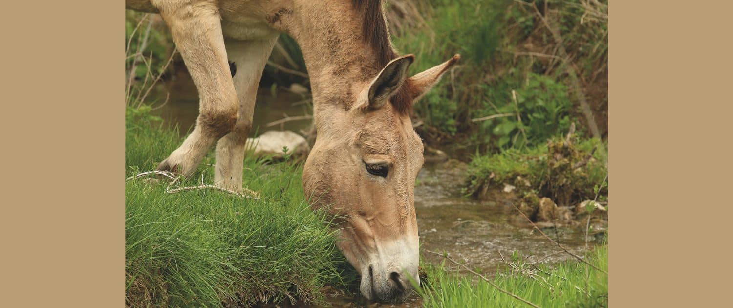 Foto: Haflingermuli Afra vom Maultierhof Julia Krüger, 1500 x 630 Pixel