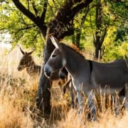 Foto: Esel im Gras, Annemaries Esel, Felicitas Frädrich, 1500 x 630 Pixel