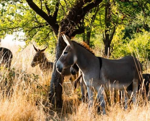 Foto: Esel im Gras, Annemaries Esel, Felicitas Frädrich, 1500 x 630 Pixel