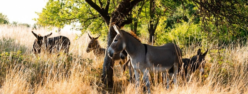 Foto: Esel im Gras, Annemaries Esel, Felicitas Frädrich, 1500 x 630 Pixel