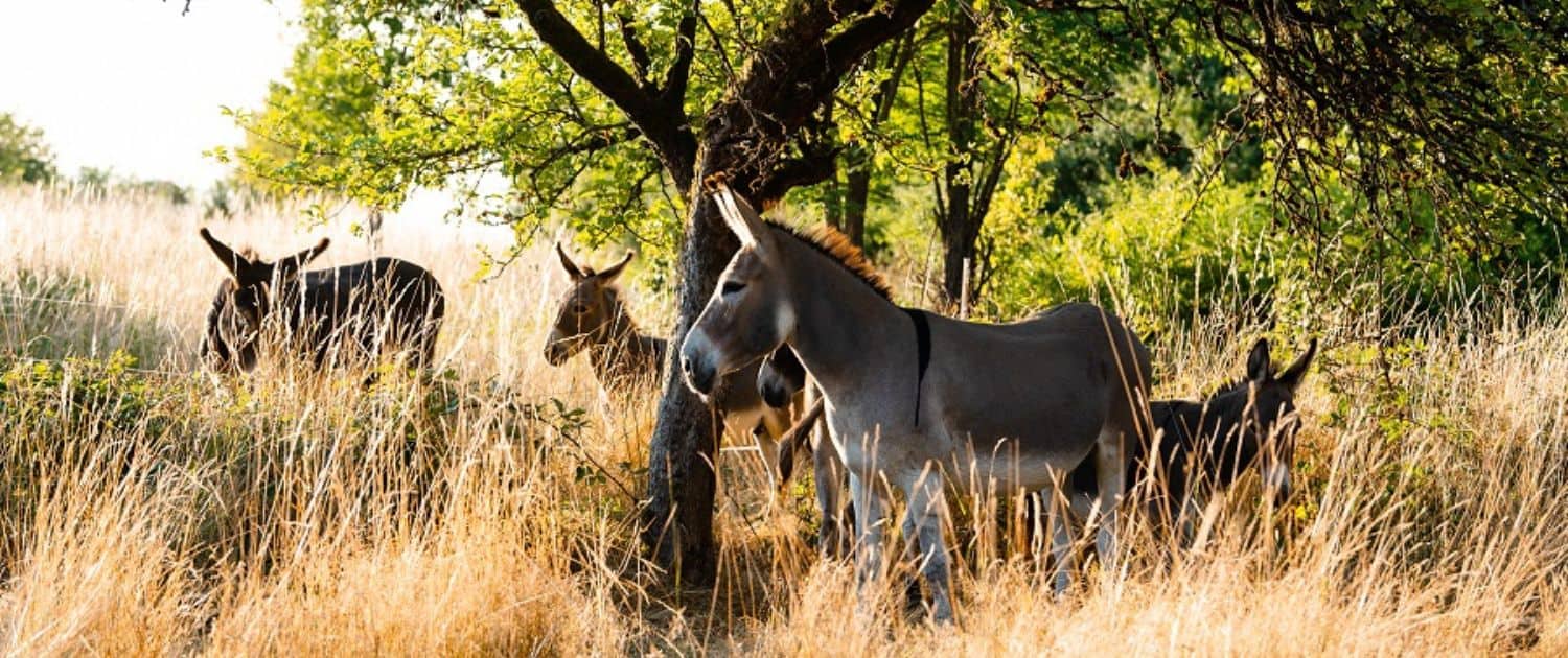 Foto: Esel im Gras, Annemaries Esel, Felicitas Frädrich, 1500 x 630 Pixel