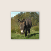 Präsenz-Seminar: Esel-Basiswissen