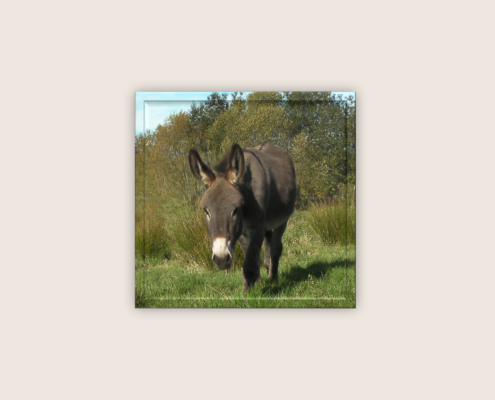 Präsenz-Seminar: Esel-Basiswissen