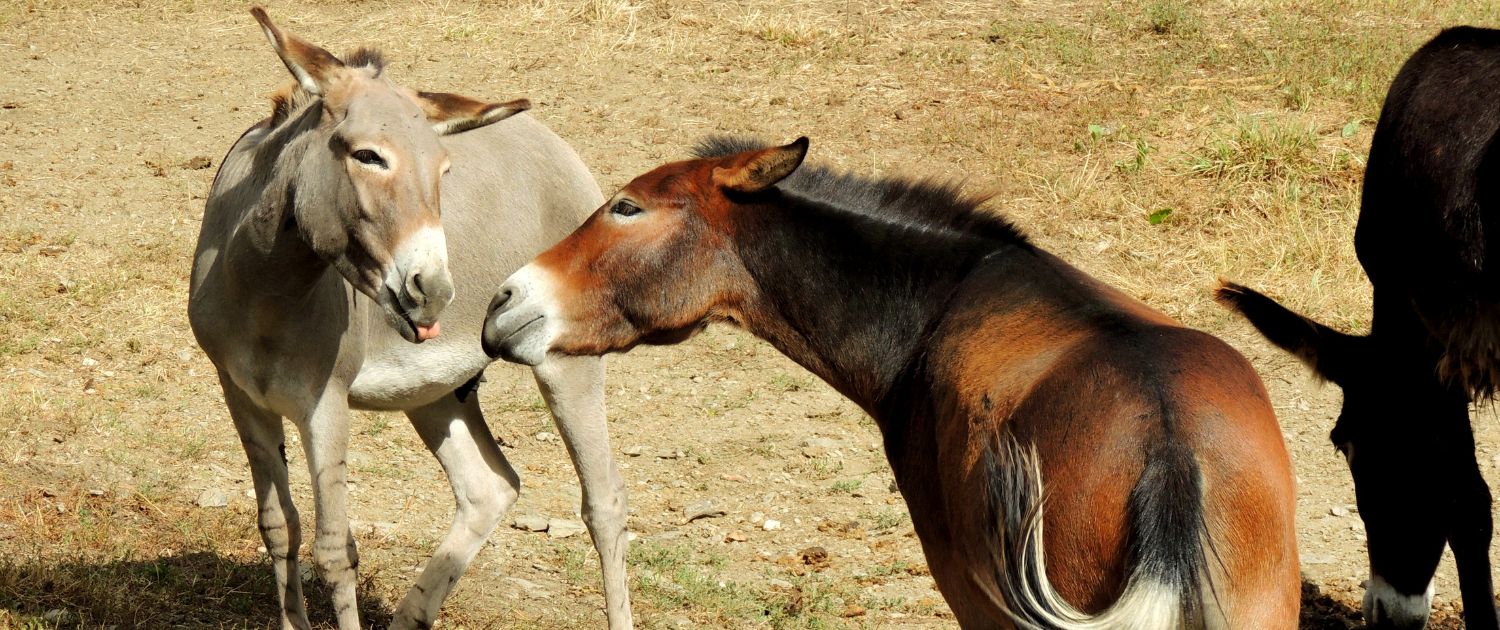 Foto: Hausesel Hans und Muli Max-Theodor (Mutter: Isländer, Vater: grauer Hausesel), Petra Tönsmann, 1500 x 630 Pixel