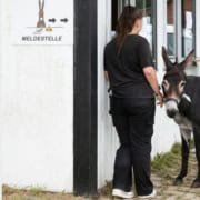 Foto: Meldestelle beim Esel- und Mulitreffen Hasbergen 2024, Felicitas Frädrich, 495 x 400 Pixel