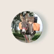 Präsenz-Seminar: Esel Total