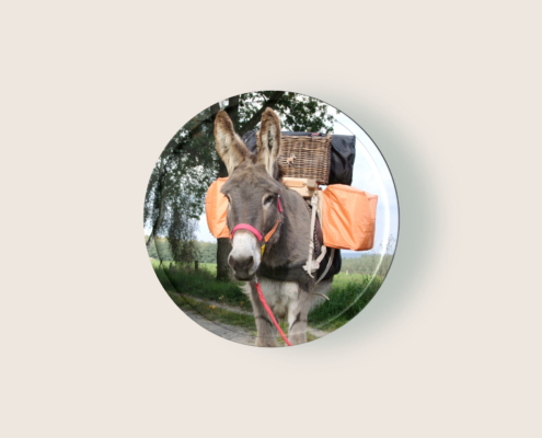 Präsenz-Seminar: Esel Total