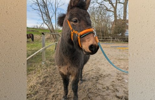Foto: Esel auf einem Sandplatz, zu Workshop mit Gitte Hochgräf, Foto von Johanna, ergänzt um KI-Rand, 495 x 400 Pixel