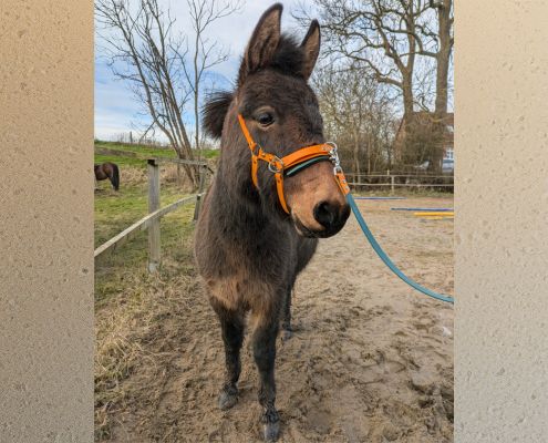 Workshop: Gitti Hochgräf – Die bunte Welt der Equikinetik und Doppellonge